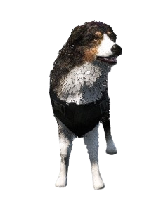 Dog Policial