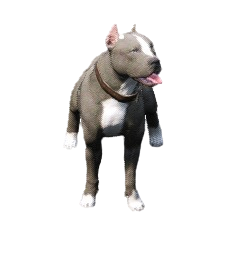 PitBull (30 Dias)