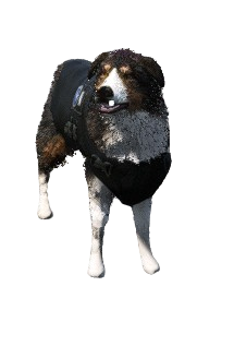 Snoop Dog (30 Dias)