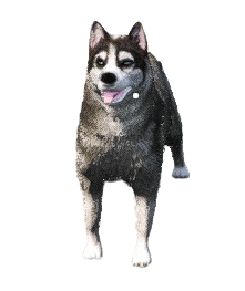 Husky Maite (30 Dias)